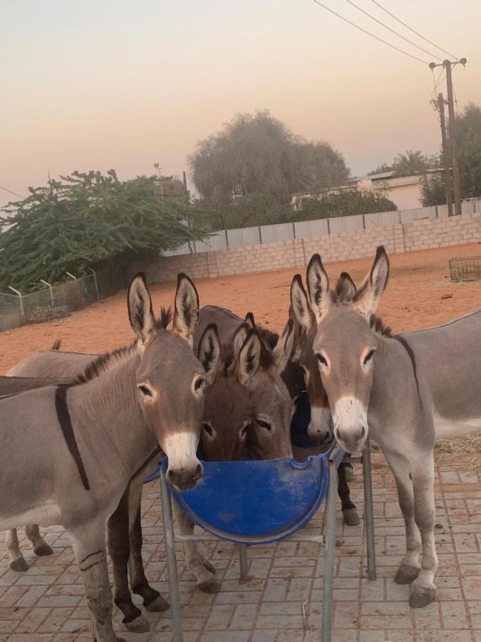 Hôtel Rak Glamping à Ras el Kaïmah Extérieur photo